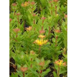 Sedum aizoon, 50 Pflanzen im 5/6 cm Topf