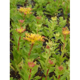 Sedum aizoon, 50 Pflanzen im 5/6 cm Topf