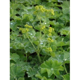Alchemilla mollis - Frauenmantel, 3 Pflanzen im 7/6 cm Topf