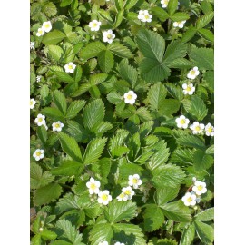 Fragaria vesca - Wald-Erdbeere, 3 Pflanzen im 7/6 cm Topf