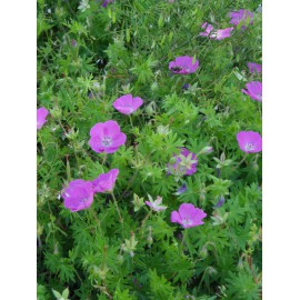 Geranium sanguineum - Blut-Storchschnabel, 3 Pflanzen im 7/6 cm Topf