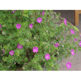 Geranium sanguineum - Blut-Storchschnabel, 3 Pflanzen im 7/6 cm Topf