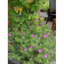 Geranium sanguineum - Blut-Storchschnabel, 3 Pflanzen im 7/6 cm Topf