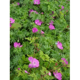 Geranium sanguineum - Blut-Storchschnabel, 3 Pflanzen im 7/6 cm Topf