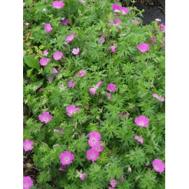 Geranium sanguineum - Blut-Storchschnabel, 3 Pflanzen im 7/6 cm Topf