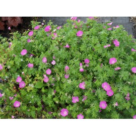 Geranium sanguineum - Blut-Storchschnabel, 3 Pflanzen im 7/6 cm Topf