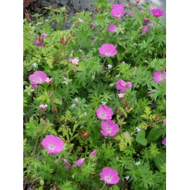 Geranium sanguineum - Blut-Storchschnabel, 3 Pflanzen im 7/6 cm Topf