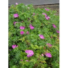 Geranium sanguineum - Blut-Storchschnabel, 3 Pflanzen im 7/6 cm Topf