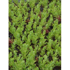 Sedum telephium Herbstfreude, 3 Pflanzen im 7/6 cm Topf