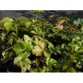 Waldsteinia ternata - Teppich-Goldbeere, 3 Pflanzen im 7/6 cm Topf