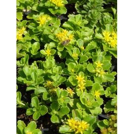 Sedum kamtschaticum, 6 Pflanzen im 5/6 cm Topf