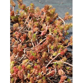 Sedum reflexum ssp. rupestre, 100 Pflanzen im 5/4 cm Topf