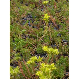 Sedum reflexum ssp. rupestre, 100 Pflanzen im 5/4 cm Topf