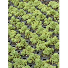 Sedum pachyclados, 50 Pflanzen im 5/6 cm Topf