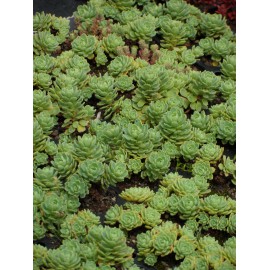 Sedum pachyclados, 50 Pflanzen im 5/6 cm Topf
