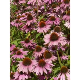 Echinacea purpurea - Roter Sonnenhut, 3 Pflanzen