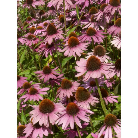 Echinacea purpurea - Roter Sonnenhut, 3 Pflanzen