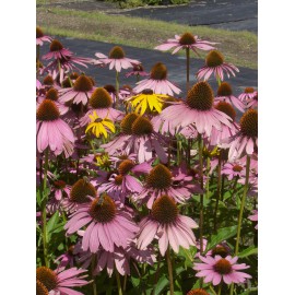 Echinacea purpurea - Roter Sonnenhut, 3 Pflanzen