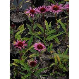 Echinacea purpurea - Roter Sonnenhut, 3 Pflanzen