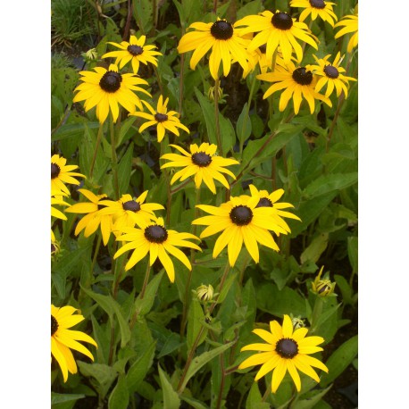 Rudbeckia fulgida Goldsturm - Sonnenhut, 3 Pflanzen Rudbeckia fulgida Goldsturm - Sonnenhut, 3 Pflanzen