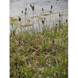 Sesleria caerulea - Moor-Blaugras, 3 Pflanzen im 7/6 cm Topf