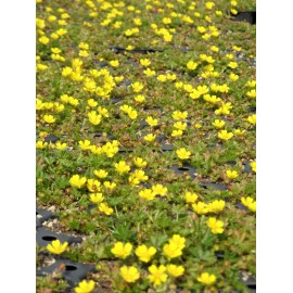 Potentilla neumanniana - Fingerkraut, 6 Pflanzen im 5/6 cm Topf