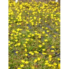 Potentilla neumanniana - Fingerkraut, 6 Pflanzen im 5/6 cm Topf