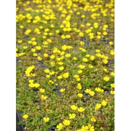 Potentilla neumanniana - Fingerkraut, 50 Pflanzen im 5/6 cm Topf