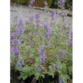 Nepeta x faassenii - Katzenminze, 6 Pflanzen im 5/6 cm Topf