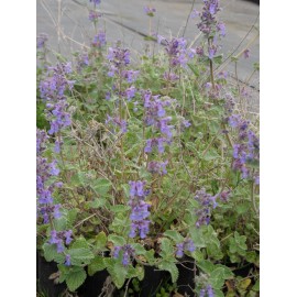 Nepeta x faassenii - Katzenminze, 3 Pflanzen im 7/6 cm Topf