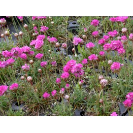 Armeria maritima - Grasnelke in pink, 6 Pflanzen im 5/6 cm Topf