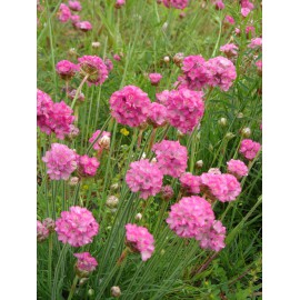 Armeria maritima - Grasnelke in pink, 6 Pflanzen im 5/6 cm Topf