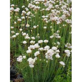 Armeria maritima - Grasnelke in weiß, 6 Pflanzen im 5/6 cm Topf