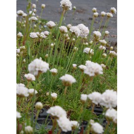 Armeria maritima - Grasnelke in weiß, 6 Pflanzen im 5/6 cm Topf