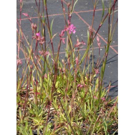 Lychnis viscaria - Pechnelke, 6 Pflanzen im 5/6 cm Topf