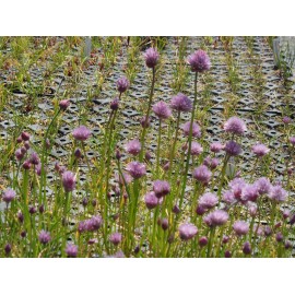 Allium schoenoprasum - Schnittlauch, 50 Pflanzen im 5/6 cm Topf
