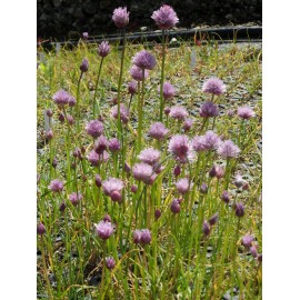 Allium schoenoprasum - Schnittlauch, 50 Pflanzen im 5/6 cm Topf