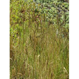 Festuca ovina - Schafschwingel, 6 Pflanzen im 5/6 cm Topf