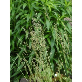 Festuca ovina - Schafschwingel, 6 Pflanzen im 5/6 cm Topf