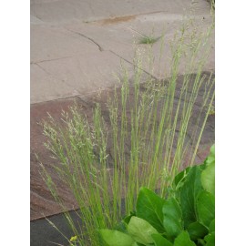 Festuca ovina - Schafschwingel, 6 Pflanzen im 5/6 cm Topf