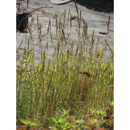 Festuca ovina - Schafschwingel, 50 Pflanzen im 5/6 cm Topf