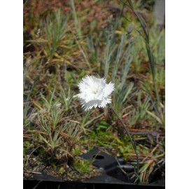 Dianthus plumarius fl. pl. Albus - Gefüllt blühende weiße Federnelke, 6 Pflanzen im 5/6 cm Topf