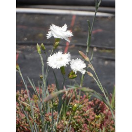 Dianthus plumarius fl. pl. Albus - Gefüllt blühende weiße Federnelke, 6 Pflanzen im 5/6 cm Topf