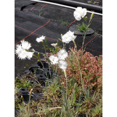 Dianthus plumarius fl. pl. Albus - Gefüllt blühende weiße Federnelke, 6 Pflanzen im 5/6 cm Topf