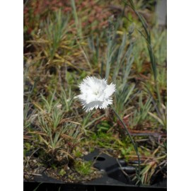 Dianthus plumarius fl. pl. Albus - Gefüllt blühende weiße Federnelke, 50 Pflanzen im 5/6 cm Topf