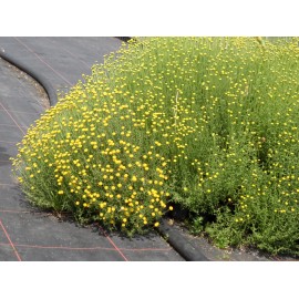Santolina chamaecyparissus - Heiligenblume, 6 Pflanzen im 5/6 cm Topf