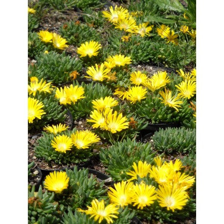 Delosperma congestum - Gedrängte Mittagsblume, 3 Pflanzen