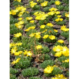 Delosperma congestum - Gedrängte Mittagsblume, 3 Pflanzen