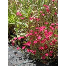 Dianthus deltoides Leuchtfunk - Heidenelke, 50 Pflanzen im 5/6 cm Topf