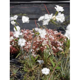 Dianthus plumarius fl. pl. Albus - Gefüllt blühende weiße Federnelke, 6 Pflanzen im 5/6 cm Topf